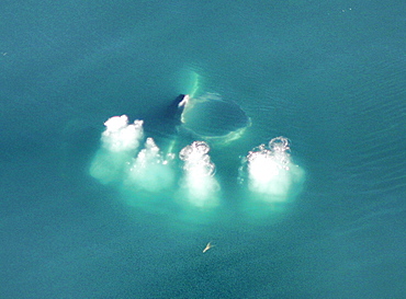 Aerial of Humpback whale bubble netting. Gulf of Maine, USA   (vrr)