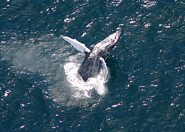 Aerial of Humpback whale breaching. Gulf of Maine, USA