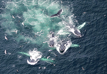 Aerial of Humpback whales bubble netting. Gulf of Maine, USA 