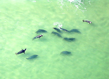 Aerial of Atlantic Grey Seals. Gulf of Maine, USA   (rr)