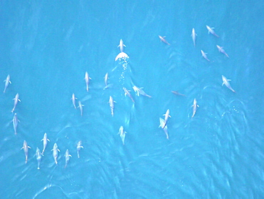 Aerial shot of Tuna. Gulf of Maine, USA   (rr)