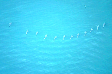 Aerial shot of Tuna. Gulf of Maine, USA   (rr)