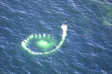 Humpback Whales  (Megaptera novaeangliae). Aerial view of adults co-operatively bubble-net feeding. Gulf of Maine, USA    (rr)