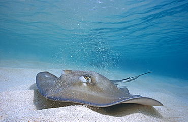 Southern Sting Ray (Dasyatis Americana) swimming over sandy seabed in shallow water. Cayman Islands.