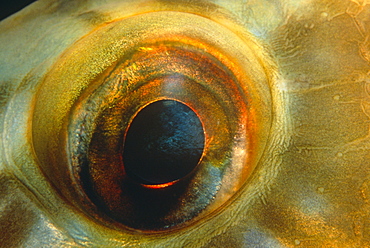 Close up of Ballen Wrasse eye (Labrus bergylta). UK.