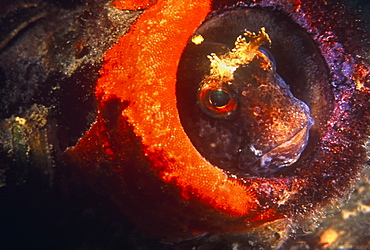 Tompot Blennie (Parablennius Gattorugine) in the protection of a bottle surrounded by red sponge. UK.