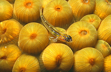 Peppermint Goby (Coryphopterus lipernes) resting on coral at night. Bahamas.