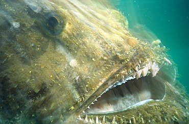 Angler fish (Lophius piscatorius) lunging for prey with mouth open. UK.