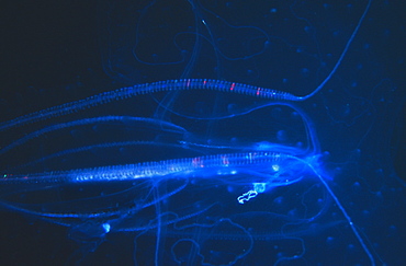 Delicate shape of a Jellyfish against a dark sea. Seychelles.