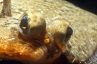 Detail of the bulgin eyes of Plaice (Pleuronectes platessa). UK.   (RR)