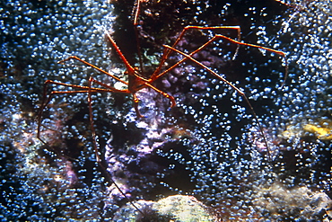 Arrow Head crab (Stenorthynchus seticornis) walking delicately across coral reef. Caymen Islands   (RR)