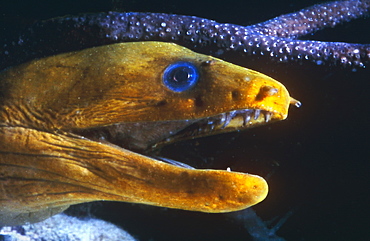 Head of yellow Golden Moray Eel with mouth open at night. Bonaire.