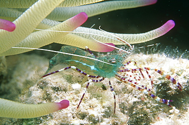 Large green shrimp (2 inches long), Trying to hide in tentacles of Anemone. Bonaire.