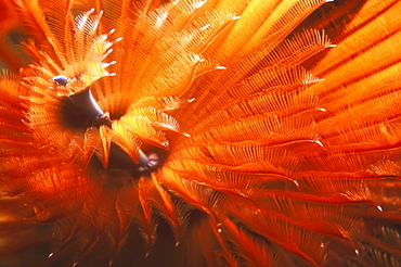 Close up deatail of glowing red and orange Christmas Tree Worm showing spiral shape. Cayman Islands.