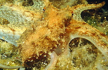 Small Octopus stretching out tenticles in search of food. Cyprus.