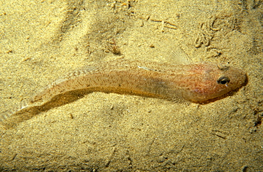 Sand eel (Hyperoplus lanceolatus) resting on the sea bed. UK.