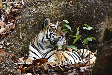 Bengal Tiger (Panthera tigris tigris), wild adult female, critically endangered. Bandhavgarh Tiger Reserve, India.