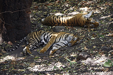 Bengal Tigers (Panthera tigris tigris),wild adult males, critically endangered. Bandhavgarh Tiger Reserve, India.