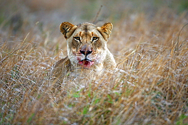 African Lion (Panthera Leo) wild adult female. Phinda Reserve, South Africa.