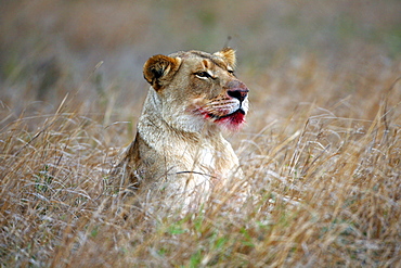 African Lion (Panthera Leo) wild adult female. Phinda Reserve, South Africa.