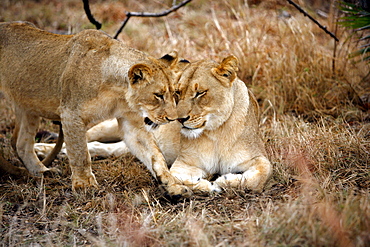 African Lions (Panthera Leo) wild adult female lion and cub. Phinda Reserve, South Africa.