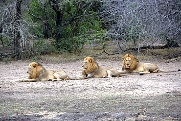 African Lions (Panthera Leo) wild adult males. Phinda Reserve, South Africa.