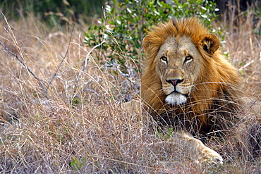 African Lions (Panthera Leo) wild adult female lion and cubs. Phinda Reserve, South Africa.