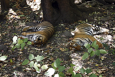 Bengal Tigers (Panthera Tigris Tigris) wild sub-adult males, critically endangered. Bandhavgarh Tiger Reserve, India.