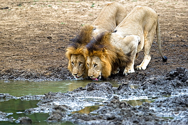 African Lions (Panthera Leo) wild adult males. Phinda Reserve, South Africa.