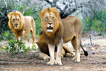 African Lions (Panthera Leo) wild adult males. Phinda Reserve, South Africa.