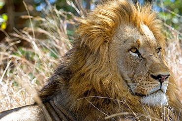 African Lion (Panthera Leo) wild adult male. Phinda Reserve, South Africa.