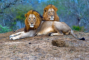 African Lions (Panthera Leo) wild adult males. Phinda Reserve, South Africa.