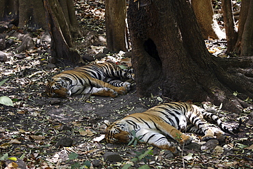 Bengal Tigers (Panthera Tigris Tigris) wild sub-adult males, critically endangered. Bandhavgarh Tiger Reserve, India.