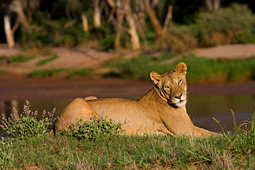 African Lion (Panthera Leo) wild adult female. Amboseli, Kenya.