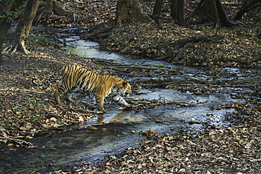 Bengal Tiger (Panthera Tigris Tigris) wild sub-adult male, critically endangered. Bandhavgarh Tiger Reserve, India.