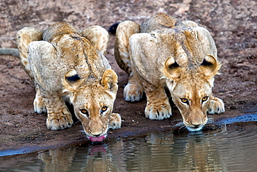 African Lions (Panthera Leo) wild lion cubs. Phinda Reserve, South Africa.