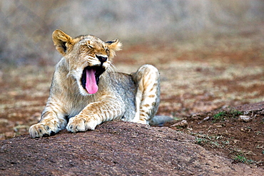 African Lion (Panthera Leo) wild female cub. Phinda Reserve, South Africa.