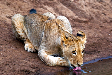 African Lion (Panthera Leo) wild male cub. Phinda Reserve, South Africa.