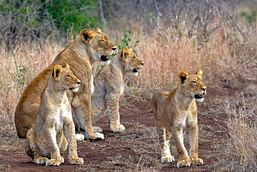 African Lions (Panthera Leo) wild adult female with cubs. Phinda Reserve, South Africa.