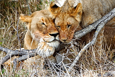 African Lion (Panthera Leo) wild adult female lion and cub. Phinda Reserve, South Africa.