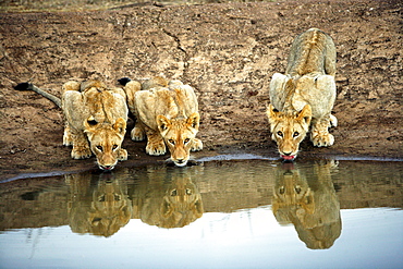 African Lions (Panthera Leo) wild cubs. Phinda Reserve, South Africa.