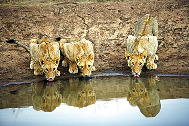 African Lions (Panthera Leo) wild adult female lion and cubs. Phinda Reserve, South Africa.