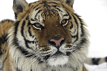 Siberian Tiger (Panthera tigris altaica) captive adult male, critically endangered. Bozeman, Montana.