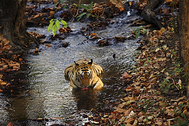 Bengal Tiger (Panthera Tigris Tigris) wild sub-adult male, critically endangered. Bandhavgarh Tiger Reserve, India.