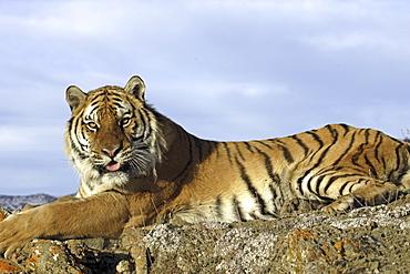 Siberian Tiger (Panthera tigris altaica) captive adult male, critically endangered. Bozeman, Montana.