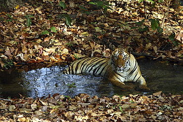 Bengal Tiger (Panthera tigris tigris),wild adult male, critically endangered. Bandhavgarh Tiger Reserve, India.