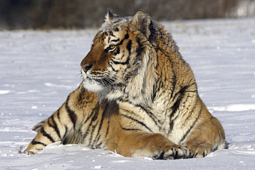 Siberian Tiger (Panthera tigris altaica) captive adult male, critically endangered. Bozeman, Montana.