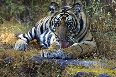 Bengal Tiger (Panthera tigris tigris), wild male cub, critically endangered. Bandhavgarh Tiger Reserve, India.