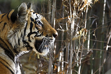 Bengal Tiger (Panthera tigris tigris) wild adult female, critically endangered. Bandhavgarh Tiger Reserve, India.