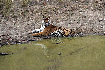 Bengal Tiger (Panthera tigris tigris), wild adult female, critically endangered. Bandhavgarh Tiger Reserve, India.